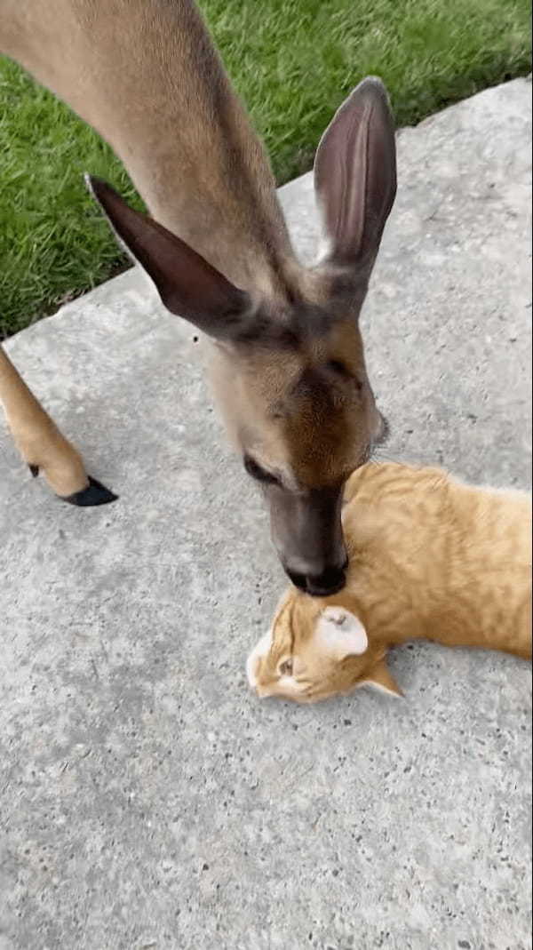 地面にゴロゴロ寝転がっている猫をグルーミングするのは、なんと『あの動物』！毎日やってくるというその親友の正体は・・！？【アメリカ・動画】