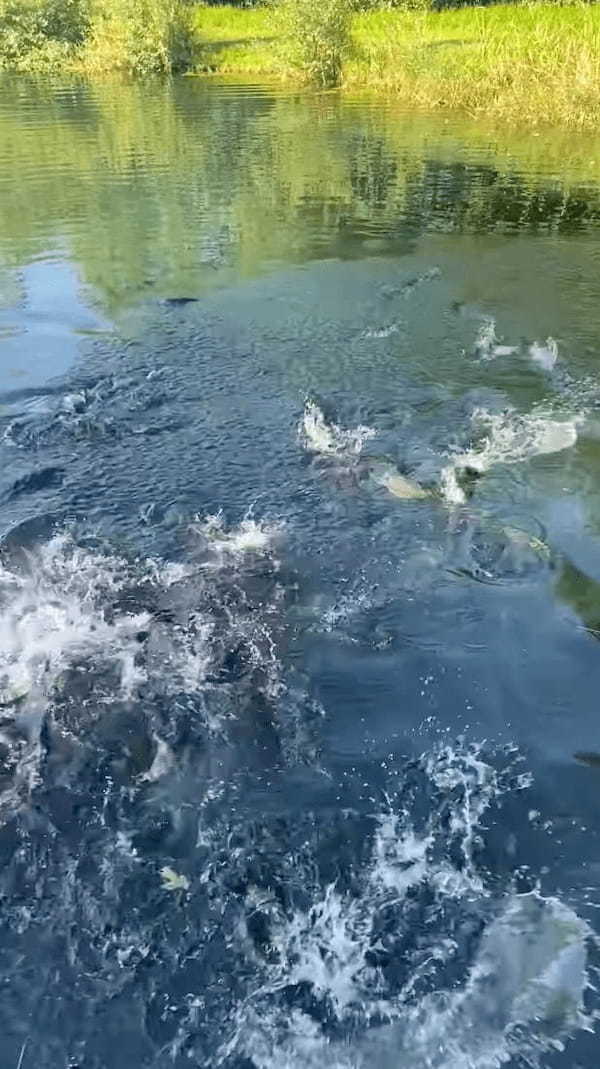 トンデモナイ数にビックリ！！静かな池に向かって魚の餌を撒いてみたら・・、その直後に池の様子が一転しました！！【海外・動画】