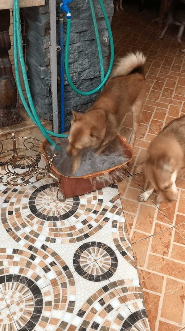 10頭の愛犬のためにたくさん水は用意したはず。水がすぐなくなるので原因を探ったところ、とんでもないイタズラが行われていたことが発覚しました！！