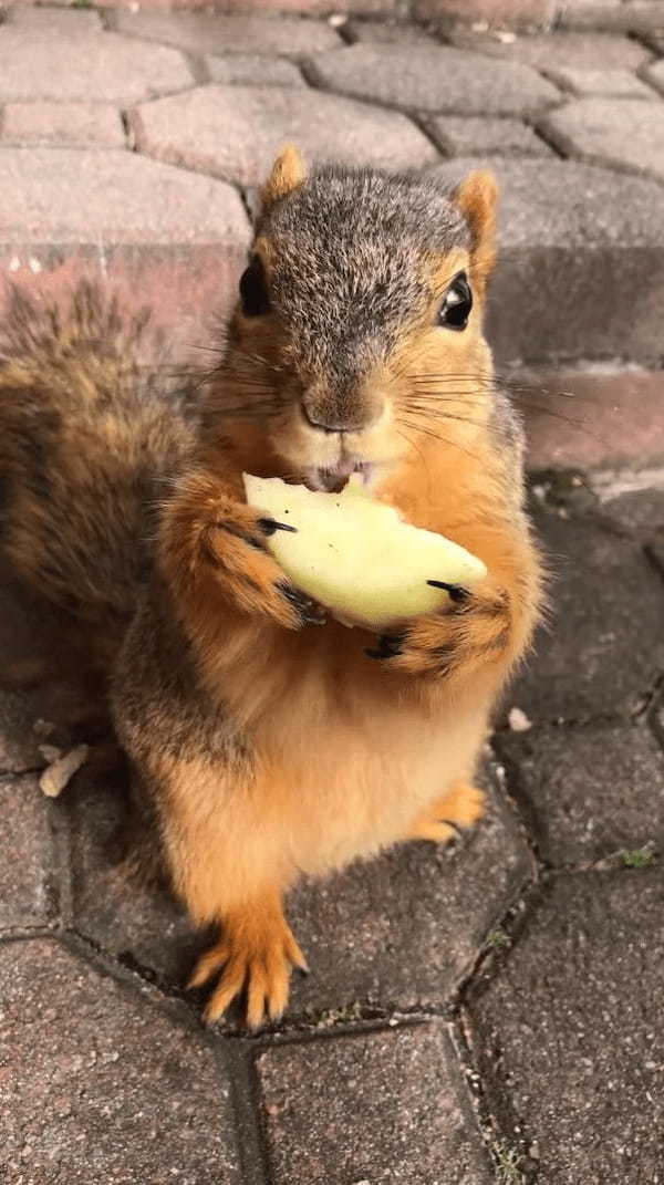 おやつを夢中で食べる野生のリス。「これ美味しいねえ」とばかりに目を輝かせている姿がたまらなく愛らしい！！