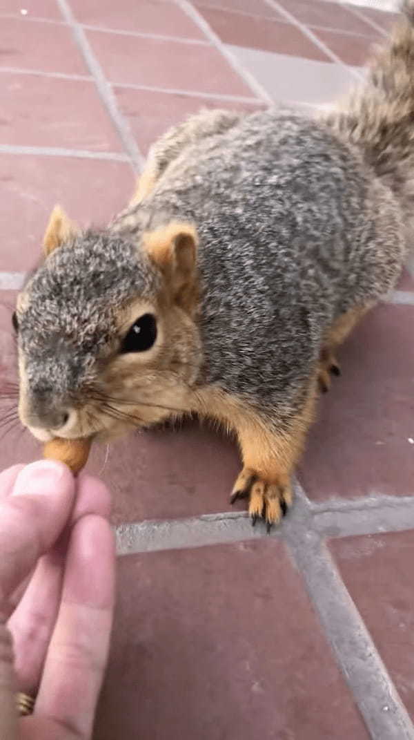 アーモンドを食べてハッピー！リスが美味しそうに食事をしている姿からは、ASMRにもばっちしな咀嚼音まで聞こえてきます！！