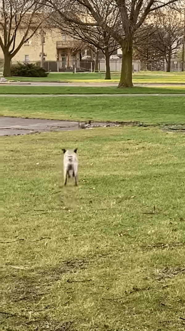 公園でカモがいるのを見つけた犬。一緒に遊ぼうとばかりにダッシュで駆け寄りますが、途中に水たまりがあったため・・・