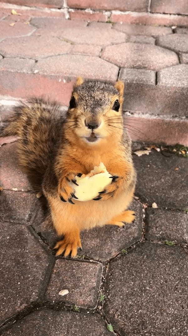 おやつを夢中で食べる野生のリス。「これ美味しいねえ」とばかりに目を輝かせている姿がたまらなく愛らしい！！