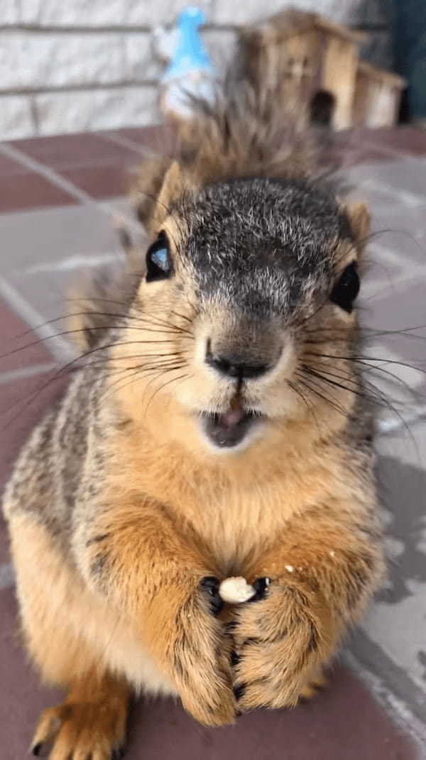 アーモンドを食べてハッピー！リスが美味しそうに食事をしている姿からは、ASMRにもばっちしな咀嚼音まで聞こえてきます！！