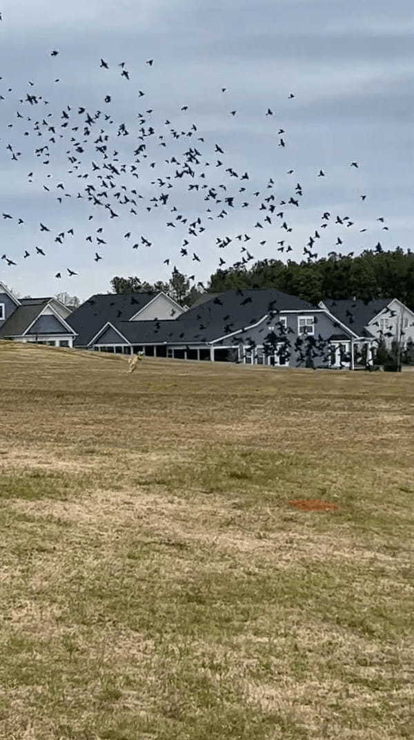 子犬は原っぱで野鳥の群れを発見！すると群れを囲むようにして追っていきました・・、これって本能？？【アメリカ・動画】