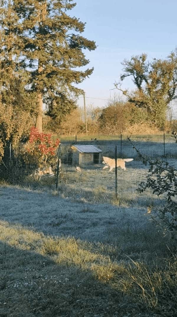 庭のケージで暮らすウサギが脱走！向かった先には、いつもケージ越しに会っていたハスキー犬が！！楽しそうに一緒に遊んでいます
