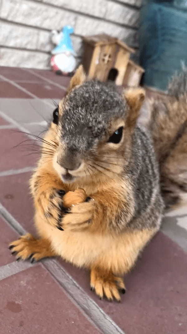 アーモンドを食べてハッピー！リスが美味しそうに食事をしている姿からは、ASMRにもばっちしな咀嚼音まで聞こえてきます！！