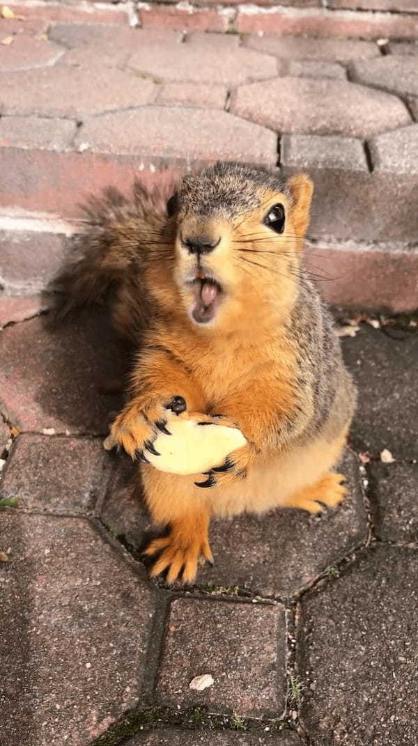 おやつを夢中で食べる野生のリス。「これ美味しいねえ」とばかりに目を輝かせている姿がたまらなく愛らしい！！