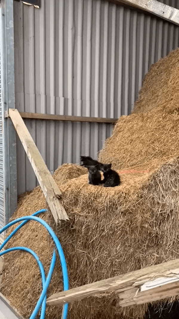 干し草の山でくつろいでいる黒猫たち。1つ目の山に4匹、隣の山に1匹。そして更にその隣には・・、なんと！！【海外・動画】