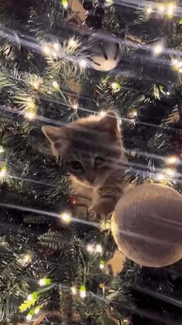 クリスマスツリーにとってもかわいいオーナメントが！子猫がツリーに登って潜り込んじゃった！！