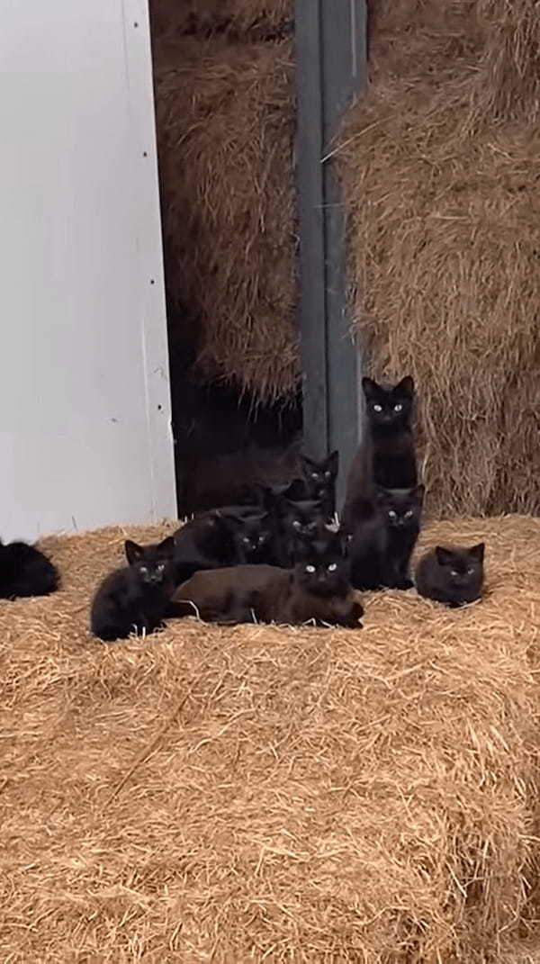 干し草の山でくつろいでいる黒猫たち。1つ目の山に4匹、隣の山に1匹。そして更にその隣には・・、なんと！！【海外・動画】