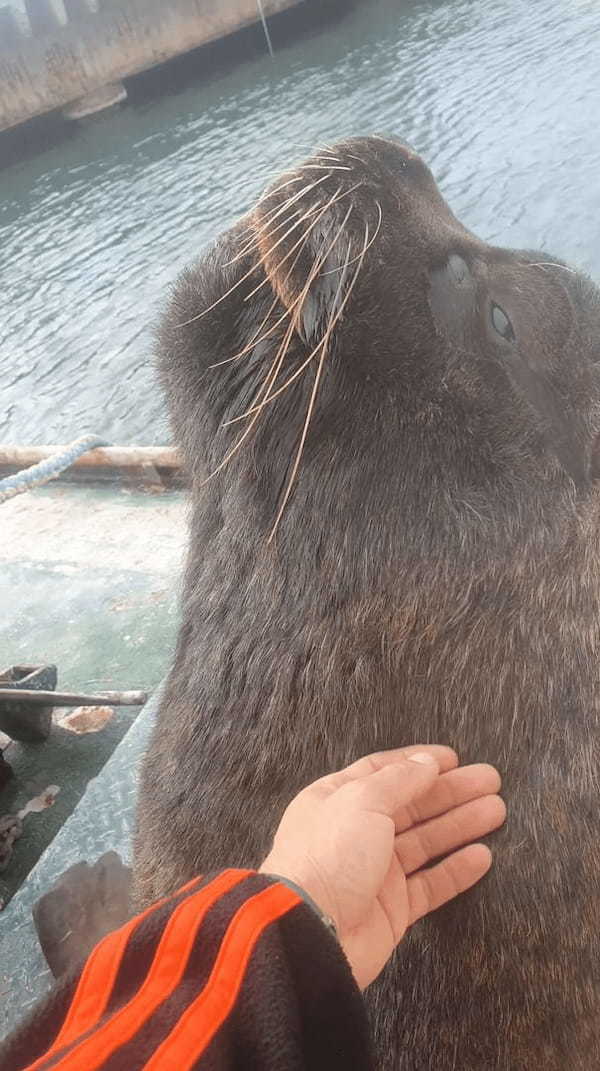 停泊中の船のデッキにあがってきたアシカ。ビックリする珍事かと思ったら・・、これはいつものことなんです！！【海外・動画】