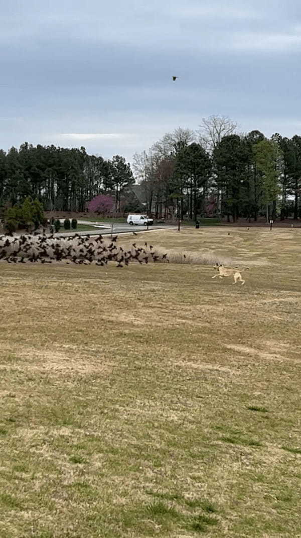 子犬は原っぱで野鳥の群れを発見！すると群れを囲むようにして追っていきました・・、これって本能？？【アメリカ・動画】