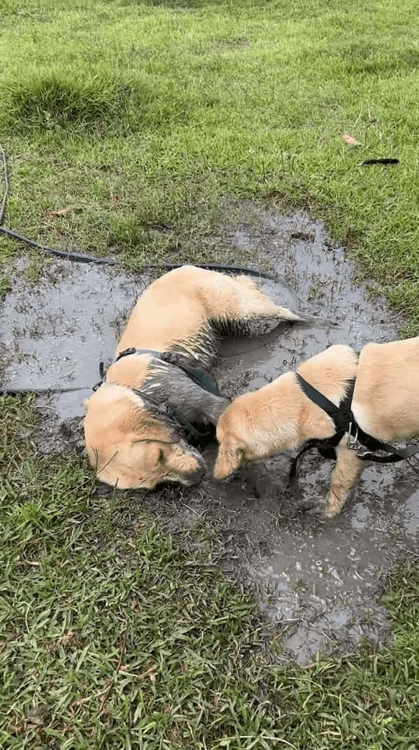 水たまりを見つけた子犬は大はしゃぎ！！泥の中に入ってバシャバシャ！水たまりをホリホリ！！そんな風に遊んでいた結果・・【海外・動画】