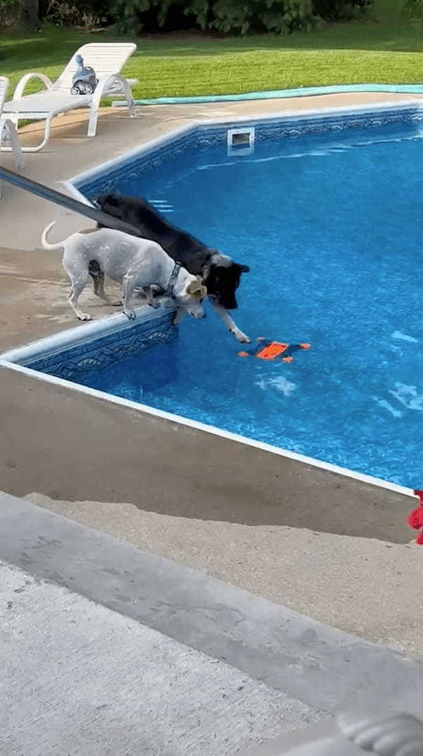 プールに浮かぶオモチャを取りたい2匹の犬。ついに1匹がオモチャをくわえたその時、もう1匹がまさかの『裏切り行為』に！？【アメリカ・動画】