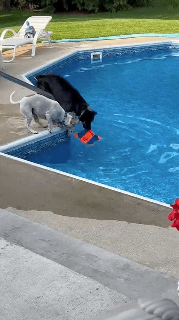 プールに浮かぶオモチャを取りたい2匹の犬。ついに1匹がオモチャをくわえたその時、もう1匹がまさかの『裏切り行為』に！？【アメリカ・動画】