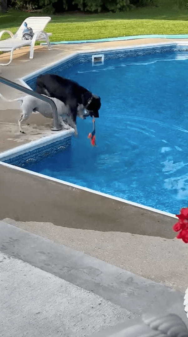 プールに浮かぶオモチャを取りたい2匹の犬。ついに1匹がオモチャをくわえたその時、もう1匹がまさかの『裏切り行為』に！？【アメリカ・動画】