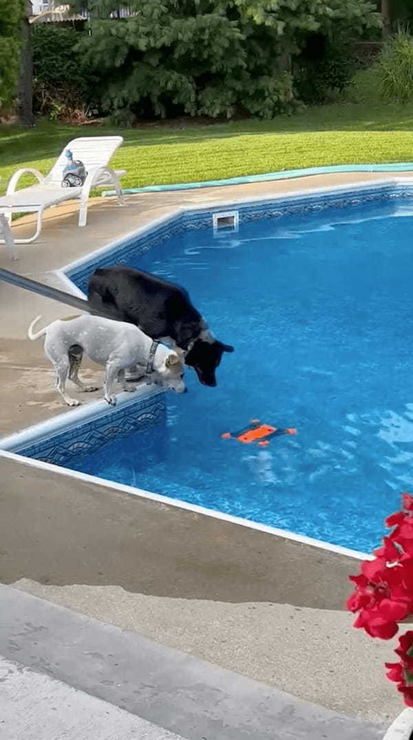 プールに浮かぶオモチャを取りたい2匹の犬。ついに1匹がオモチャをくわえたその時、もう1匹がまさかの『裏切り行為』に！？【アメリカ・動画】