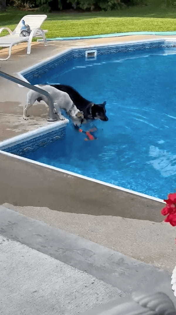 プールに浮かぶオモチャを取りたい2匹の犬。ついに1匹がオモチャをくわえたその時、もう1匹がまさかの『裏切り行為』に！？【アメリカ・動画】