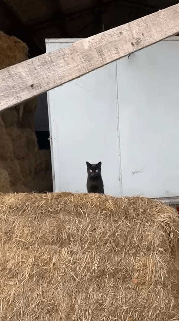 干し草の山でくつろいでいる黒猫たち。1つ目の山に4匹、隣の山に1匹。そして更にその隣には・・、なんと！！【海外・動画】