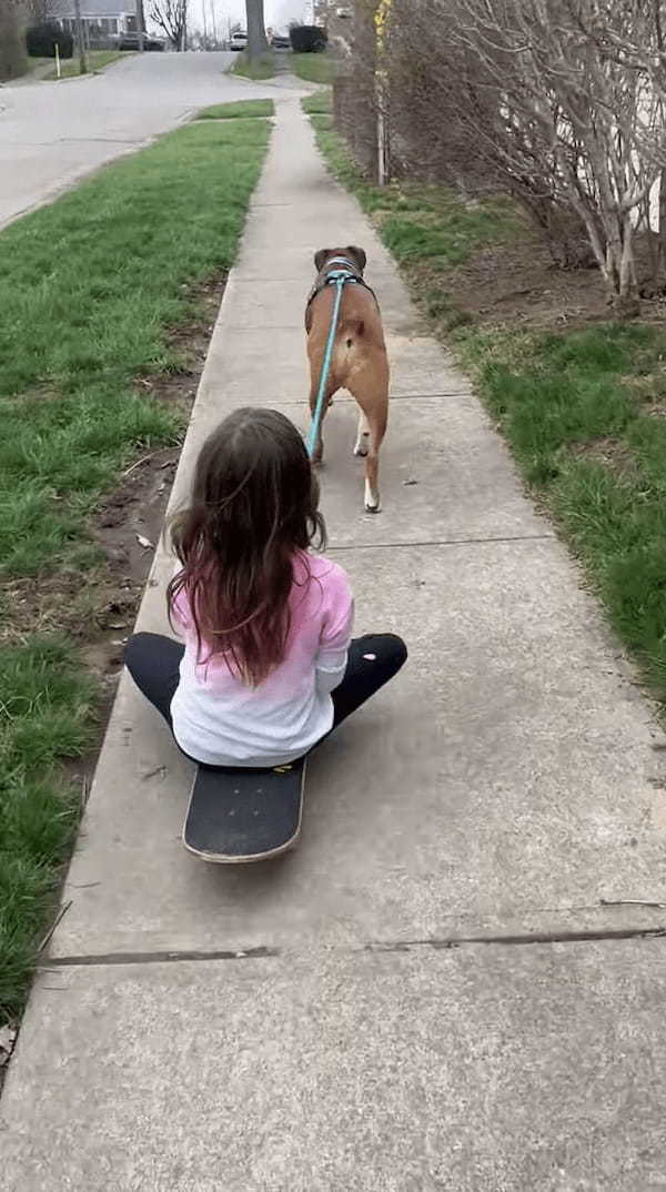 まるで犬ゾリ！ボクサー犬がスケートボードに乗った女の子を曳いてお散歩しています！！