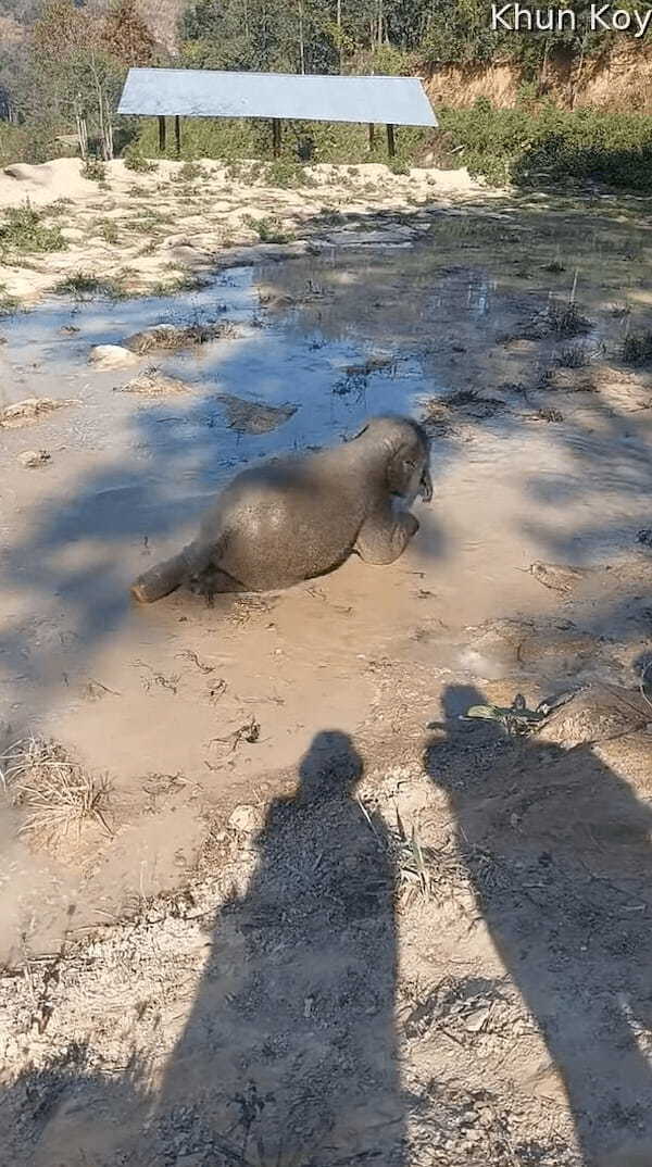 ゾウの赤ちゃんがバシャバシャ！水遊びを楽しんでいるけど・・起き上がれるかな？