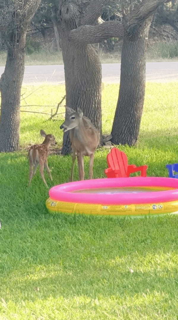 プールで水遊びをしている子ジカ。プールが好きなのはどこの子供も同じ？？【アメリカ・動画】