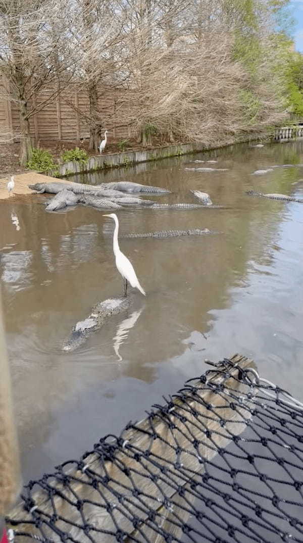 シロサギが一休みしている場所はなんと・・・！大きなワニの背中に乗ってクルーズを楽しんでいました