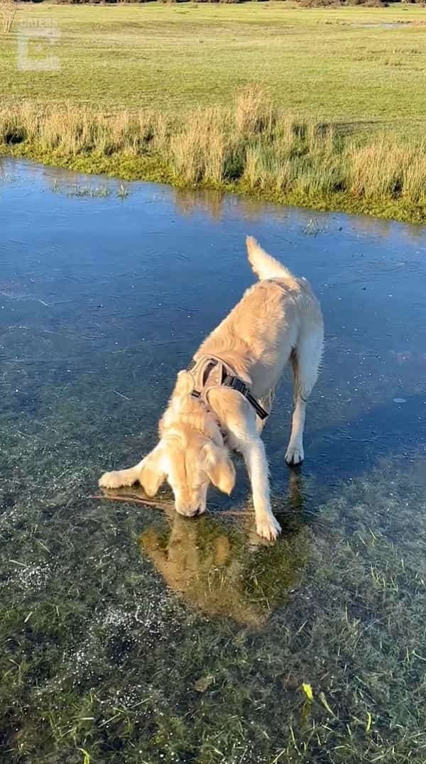 川の中にいい感じの枝を見つけた子犬。なんとかゲットしようと躍起になっていますが、その枝をくわえるのは難しそうだよ？？