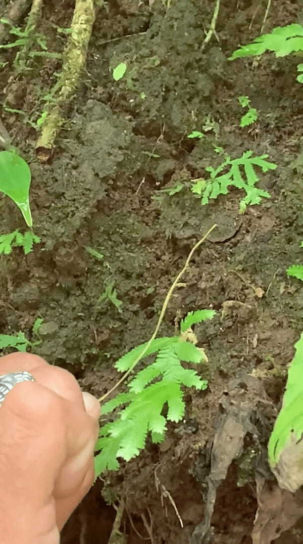 ここにクモの巣があるのですが、どこにあるか分かりますか？コスタリカの山肌で撮影者さんもガイドさんに教えてもらった秘密にビックリ！！