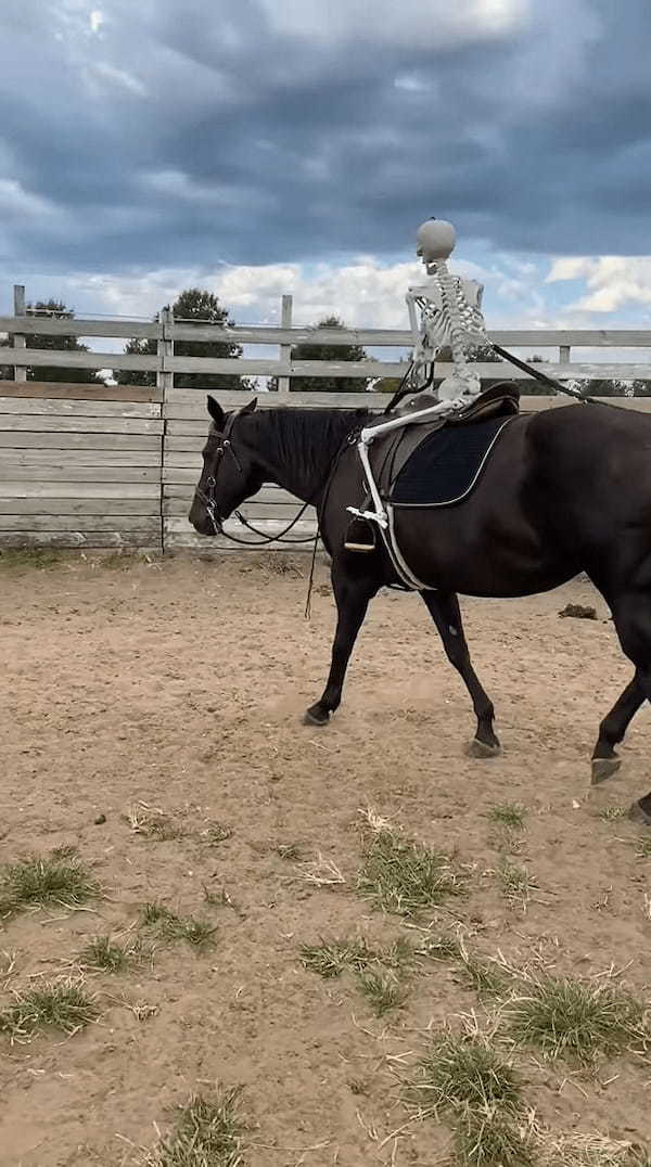 背中に人を乗せる訓練をする馬。ですが、その背中に乗せられているモノがモノだったので・・なんだかホラー！！【アメリカ・動画】