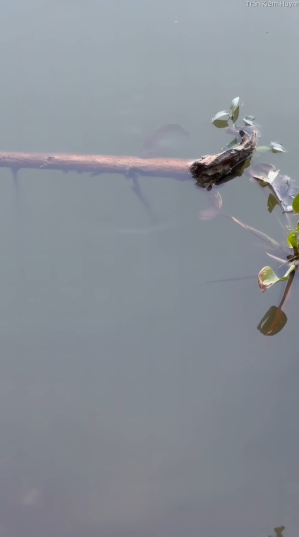 絶対つかまりたくない小さな魚。水面に浮かぶ木の枝を巧みに使って、追い回してくる大きな魚からその身を隠します