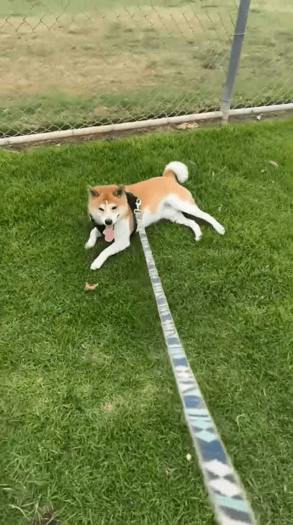 1日遊び回って疲れちゃったのかな？柴犬は引きづられても歩く気配を見せません！！【アメリカ・動画】