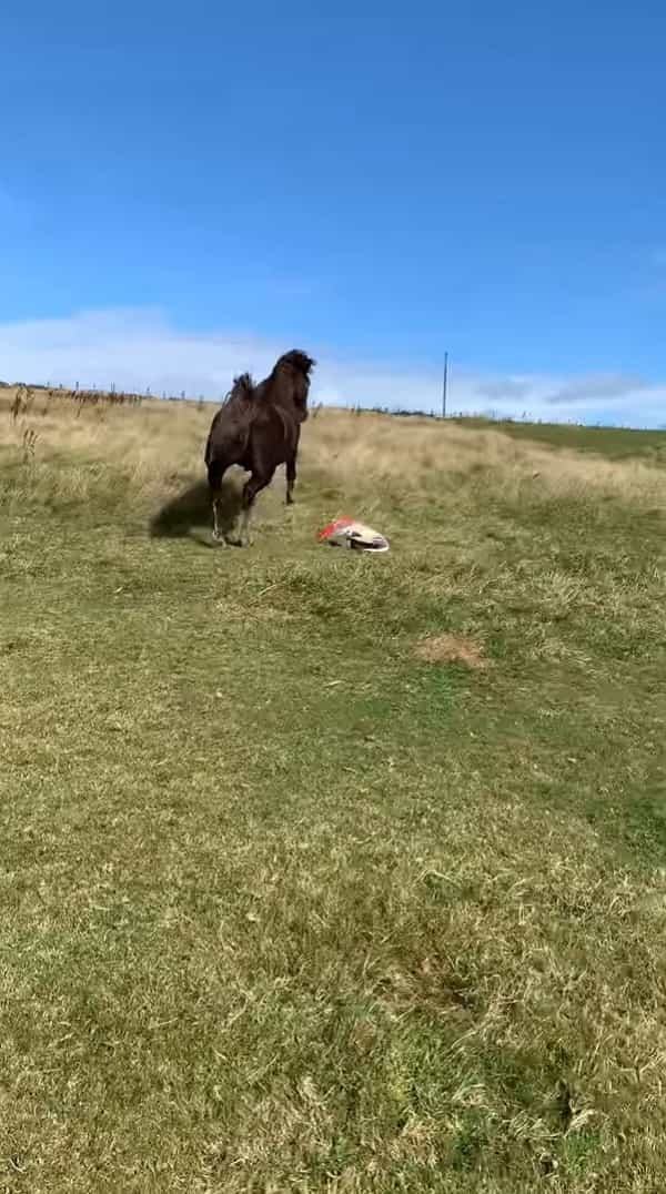 ゴミを集めていた袋で遊ぶ馬。それを飼い主さんに咎められ逃げ出した馬は、なんとトンデモナイ一発を仕掛けて去っていきました【海外・動画】