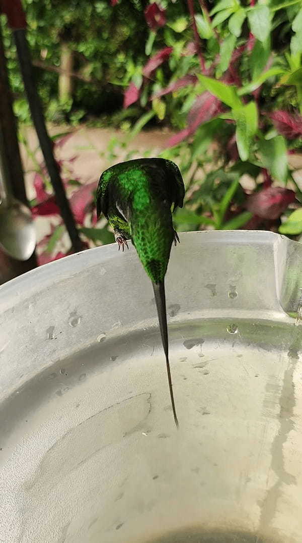 くちばしの2倍といわれるエンビテリハチドリの舌。水を飲むのに伸ばしたその舌は・・もしかして2股にも分かれているの？？