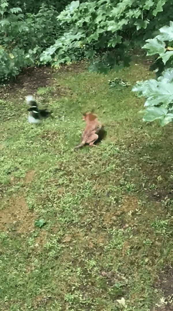 キツネにちょっかいを出すカササギ。キツネの死角からチョイっと突いては離れて・・。その動きはキツネをからかっているみたい【海外・動画】