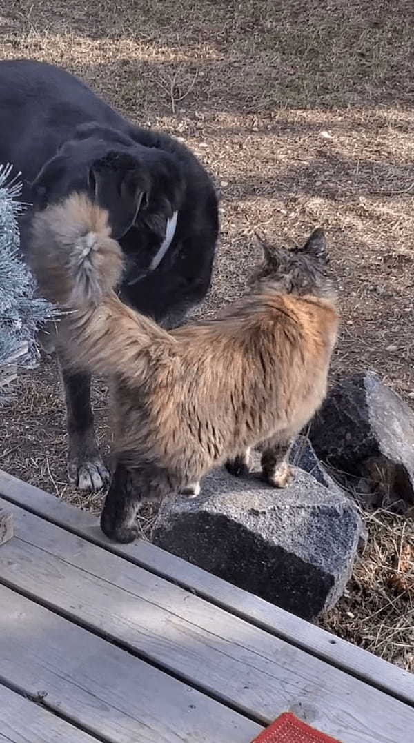 機嫌が良さそうな表情を見せる猫。どうやら犬がしてくれている頭へのグルーミングがイイ感じなようでうっとりしています【海外・動画】