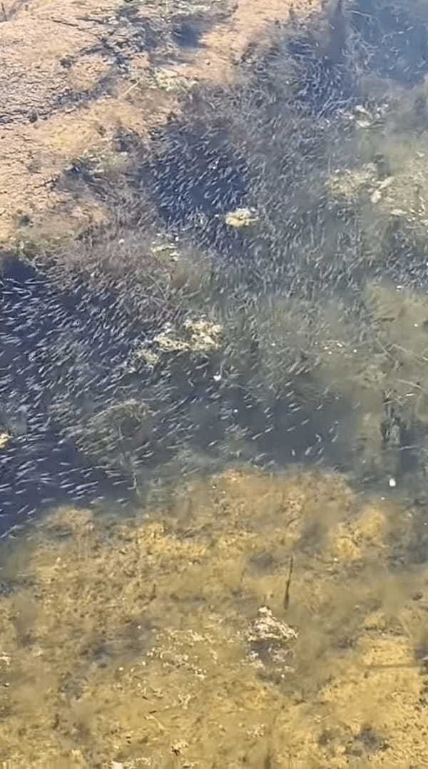 メダカの学校は川の中。アリゾナ州のオオグチバスの学校はウィロー湖の中！とはいえ、その稚魚の数がハンパありません！！