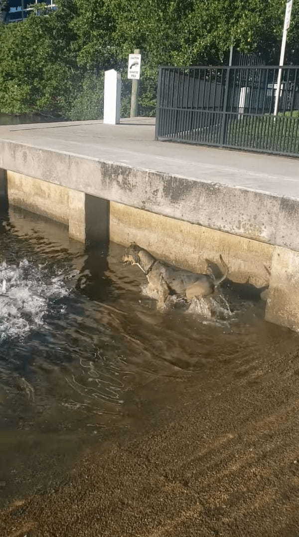 ビックリ！暑いからと水に入った犬！そこには魚の群れがいたようで【テンション爆上がり】