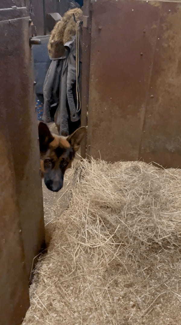 美味しそうに馬が食べていた飼葉が気になった？なんとそばにいた愛犬も牧草をはむはむしはじめました！