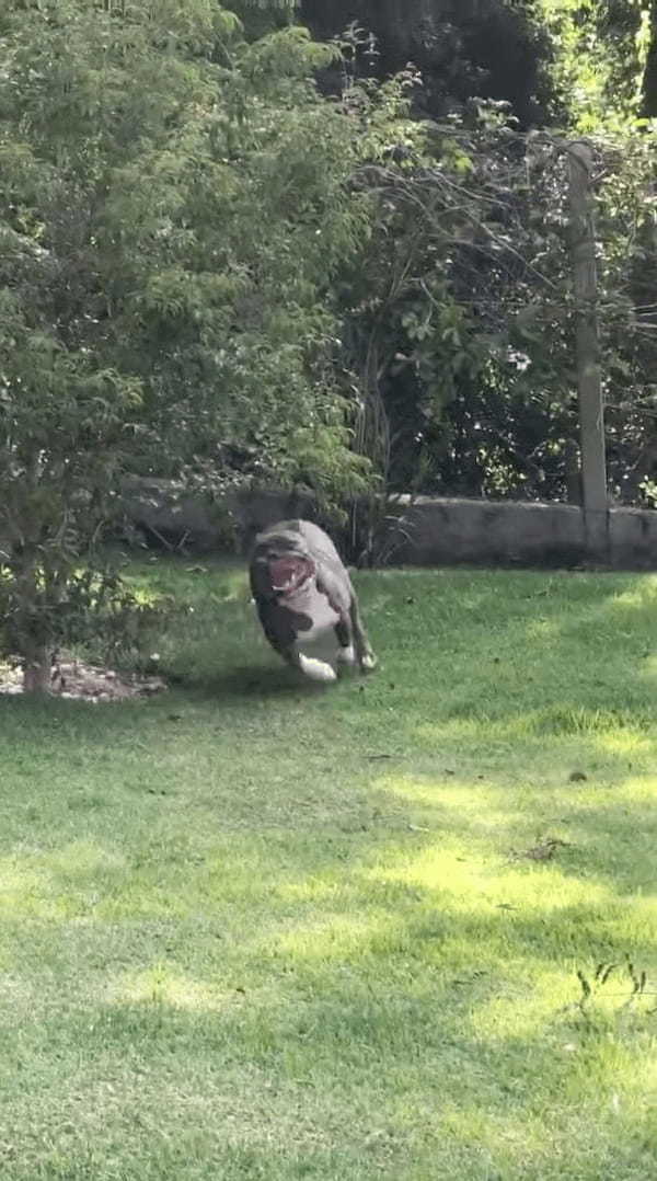 庭の芝生に寝転ぶだけで遊べちゃう！？ある遊びをする愛犬ですが・・、この庭にはカメラではわかりにくいある秘密が！！