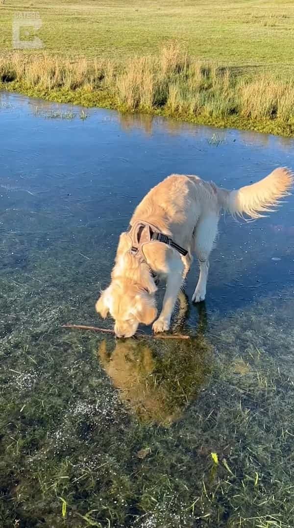 川の中にいい感じの枝を見つけた子犬。なんとかゲットしようと躍起になっていますが、その枝をくわえるのは難しそうだよ？？