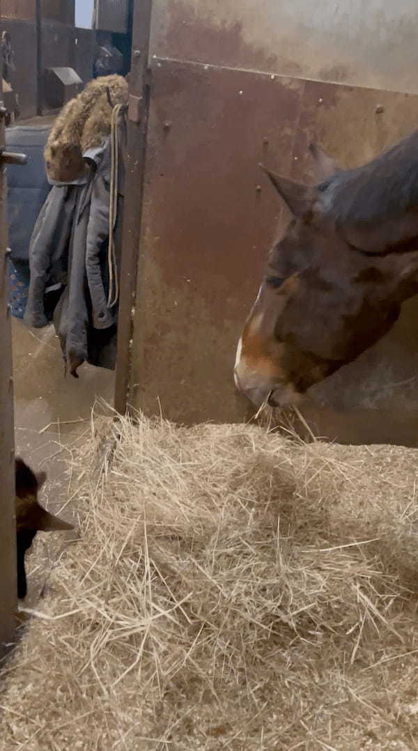 美味しそうに馬が食べていた飼葉が気になった？なんとそばにいた愛犬も牧草をはむはむしはじめました！