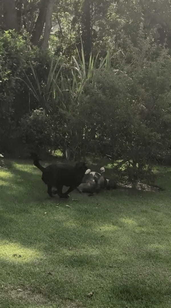 庭の芝生に寝転ぶだけで遊べちゃう！？ある遊びをする愛犬ですが・・、この庭にはカメラではわかりにくいある秘密が！！