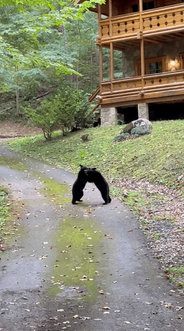 仲良くレスリングをして遊ぶ子グマたち。ワチャワチャとしていたら、いつの間にか道の真ん中まで出てきてしまっていましたよ！