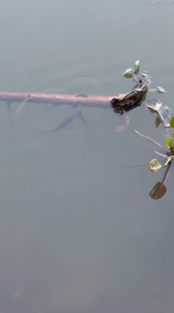 絶対つかまりたくない小さな魚。水面に浮かぶ木の枝を巧みに使って、追い回してくる大きな魚からその身を隠します