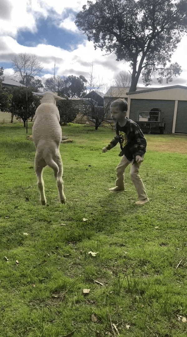 親友だという男の子と保護されたヒツジ。一緒にジャンプして飛び跳ねたり、スキップして踊ってみたりと楽しい時間を過ごしています【海外・動画】