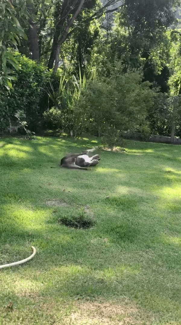 庭の芝生に寝転ぶだけで遊べちゃう！？ある遊びをする愛犬ですが・・、この庭にはカメラではわかりにくいある秘密が！！