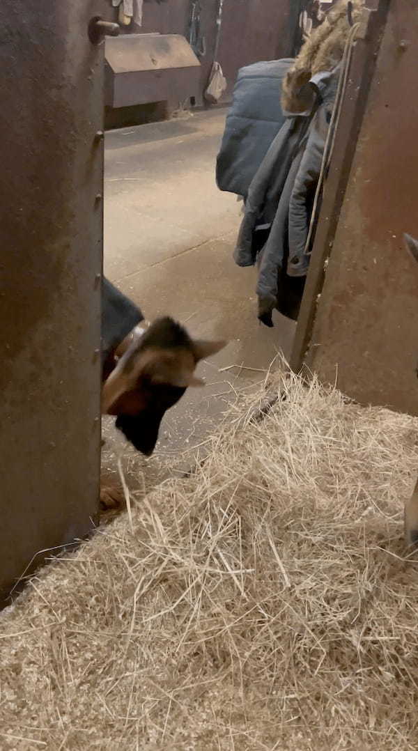 美味しそうに馬が食べていた飼葉が気になった？なんとそばにいた愛犬も牧草をはむはむしはじめました！