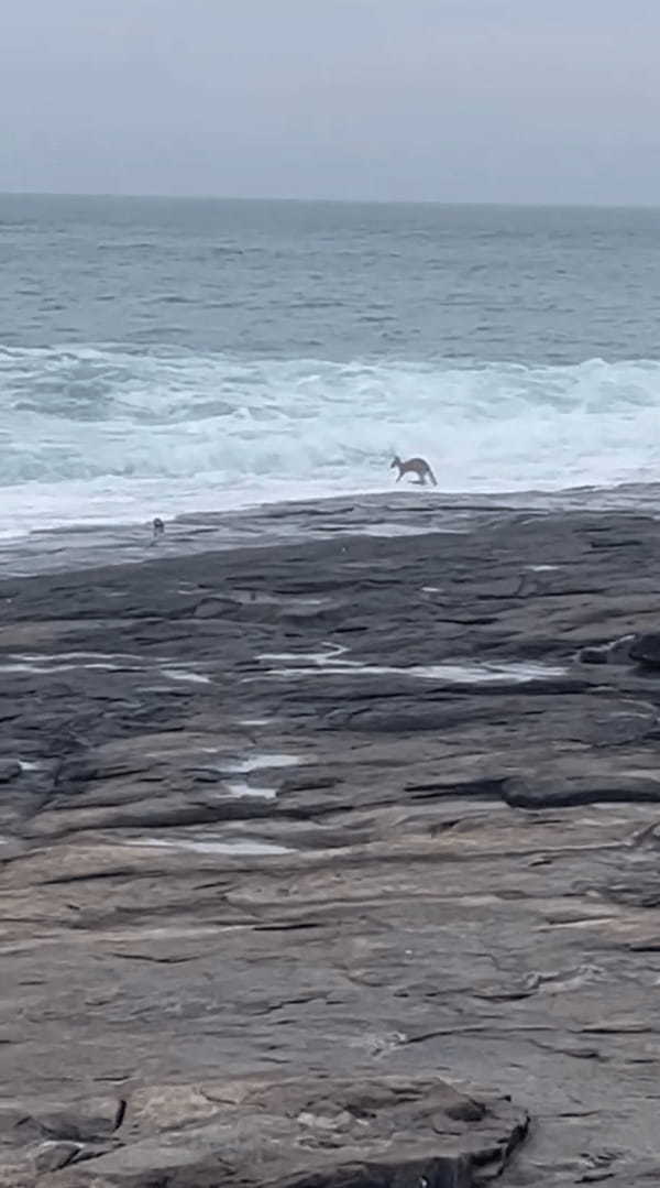 カンガルーの意外な特技にビックリ！？ビーチに現れたカンガルーが海に向かってぴょんぴょん跳ねていき・・！【海外・動画】